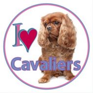 Cavalier Car Sticker-All Four Colours