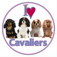Cavalier Car Sticker - Four Cavaliers