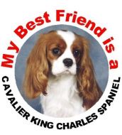 Best Friend Cavalier Car Sticker In All Colours