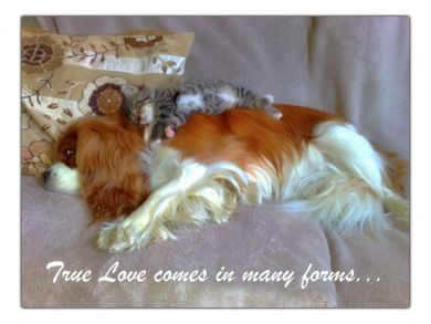 True Love Valentines Card