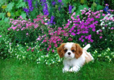 Flower Puppy Blank Greetings Card