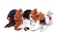 Flying Cavaliers Blank Greetings Card