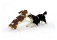 Snow Frolics Blank Greetings Card