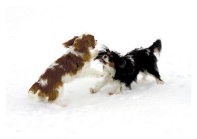 Snow Frolics Blank Greetings Card