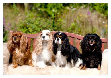 On The Bench Blank Greetings Card