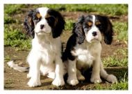 A Double Tri Blank Greetings Card