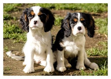 A Double Tri Blank Greetings Card