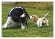 Ear Ear Blank Greetings Card