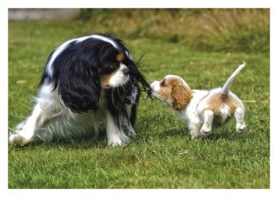 Ear Ear Blank Greetings Card