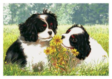 A Tri Pair Blank Greetings Card