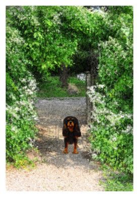 Black&Tan Blank Greetings Card