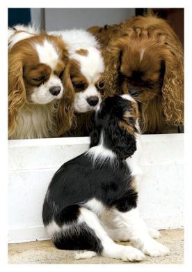 Who are you? Blank Greetings Card