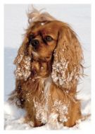 Ruby Beauty Blank Greetings Card