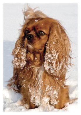 Ruby Beauty Blank Greetings Card