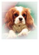 Lady Blenheim Blank Greetings Card