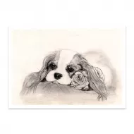 Blenheim Rose Blank Greetings Card