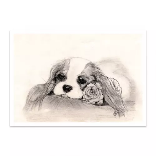 Blenheim Rose Blank Greetings Card