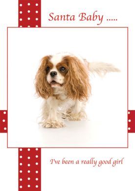 Irish Cavalier Rescue Card