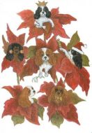 Poinsettia Cavaliers