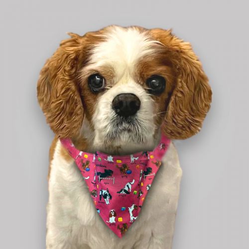 Cavalier Characters Bandana