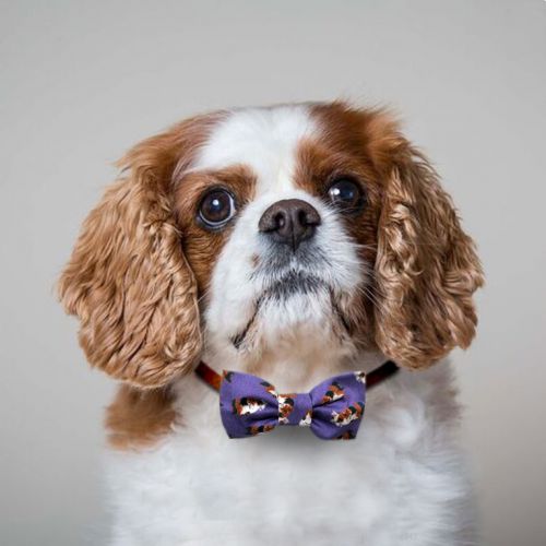 Cavaliers Collar Bow 