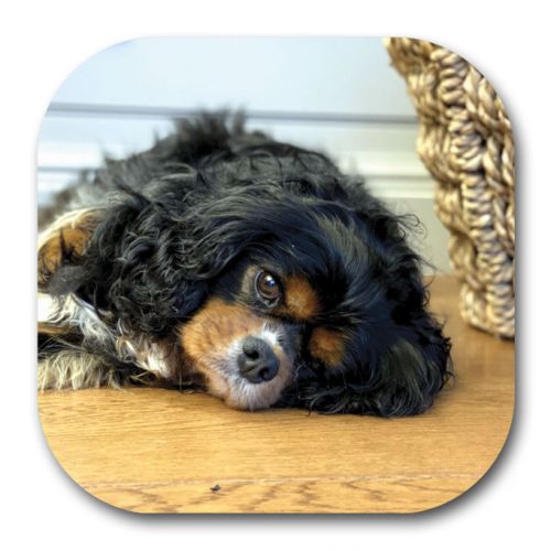 Bliss 'Murph' Coaster