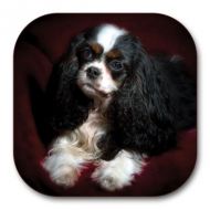 Tri-colour Cavalier Coaster