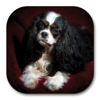 Tri-colour Cavalier Coaster