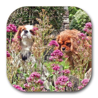 The Garden Girls Coaster