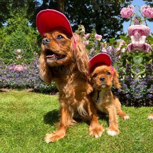 Cavalier Soft Sun Hat