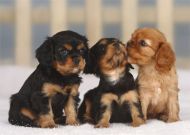 Three Puppies Blank Notelet Cards