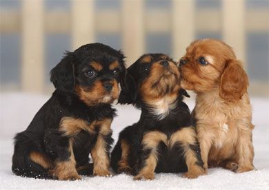 Three Puppies Blank Notelet Cards