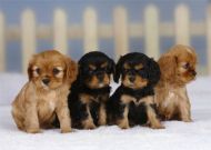 Four Puppies Blank Notelet Cards