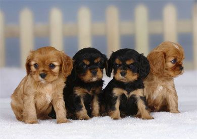 Four Puppies Blank Notelet Cards