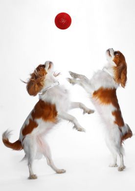 Playing Ball Blank Notelet Cards