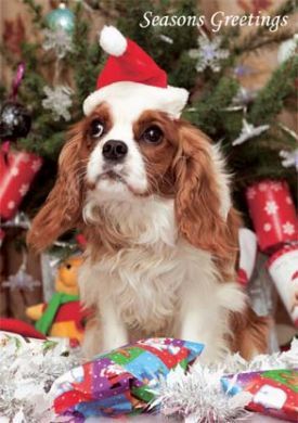 Tommy Notelet Christmas Cards