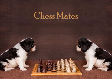 Chess Mates Blank Notelet Cards