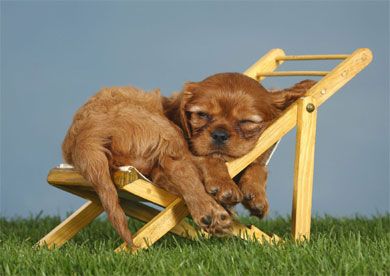 Do Not Disturb Blank Notelet Cards