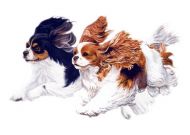 Flying Cavaliers Blank Greeting Card