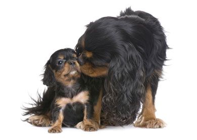 Mum and Pup Blank Notelet Cards