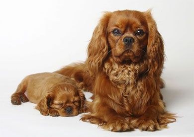 Ruby Mum & Pup Blank Notelet Cards