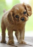 Curious Puppy Blank Notelet Cards