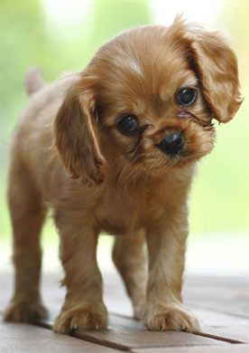 Curious Puppy Blank Notelet Cards