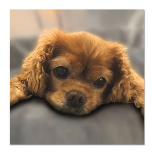 Rosie the Cavalier Card