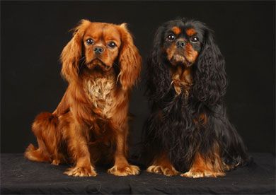 Portrait Dogs Blank Notelet Cards