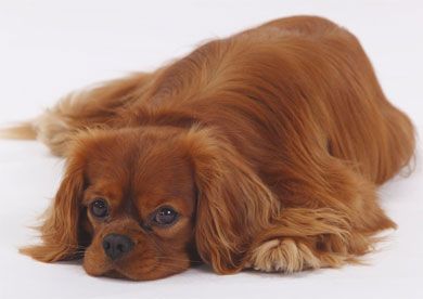 Ruby Studio Blank Notelet Cards