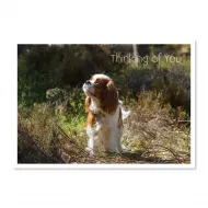 Cavalier Card Thinking of You