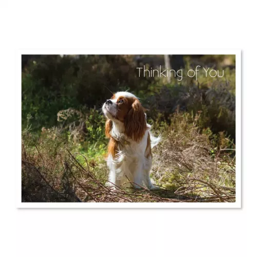Cavalier Card Thinking of You