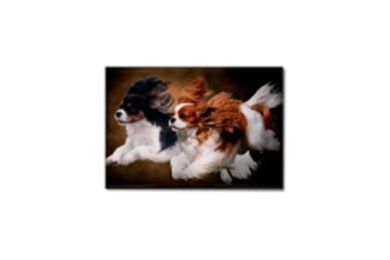 Flying Cavaliers Fridge Magnet