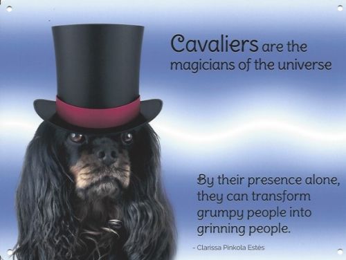 Cavalier Magic